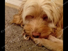 Cockapoo female