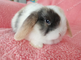 Selection of mini lop babies available
