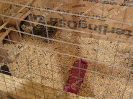 Jumbo quail