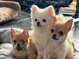 Gorgeous Pomchi Boys