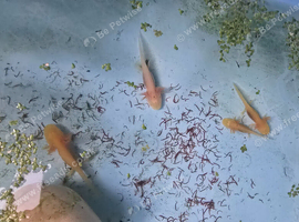 Baby axolotls