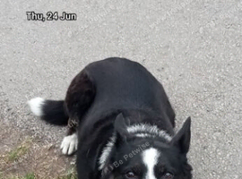 Wanted female collie