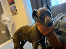 Blue whippet puppy