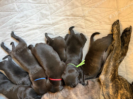 Stunning brindle staffys!