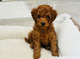 Beautiful asian toy poodle boy