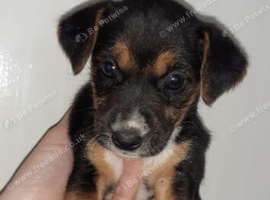 Beagle mix puppies. 2 months old.