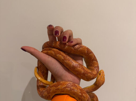 Female corn snake + Vivarium full set up.