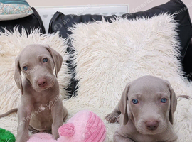 Beautiful KC registered Weimaraner Puppies. Hip Scored Parents. Champion bloodlines.Sire Show Weimaraner of the year 2025.