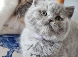 British Shorthair kittens for sale.