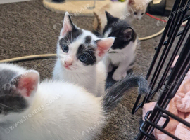 4 female kittens ready to leave now