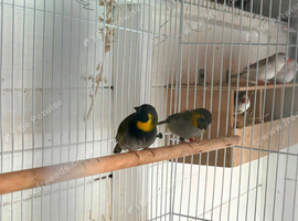 Breeding pair Cuban finches