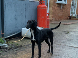 Sulkie grey whippet