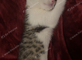 Tabby Kitten