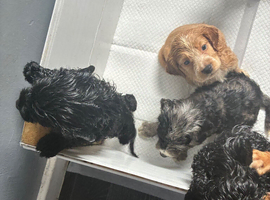 Beautiful Cockapoo Puppies Looking for Loving Homes