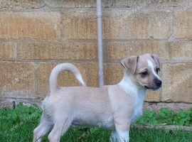 Chihuahua x boy puppies