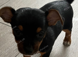 5 beautiful yorkies for sale
