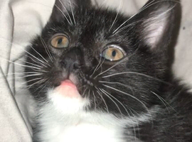 Kitten