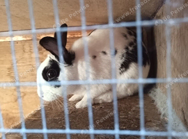 2 brother rabbits
