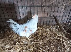 Lovely young Splash fantail cockerel