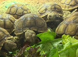 Baby sulcarta Tortoises
