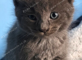 I have my kitten for sale hes 6 weeks old such a playful kitten.