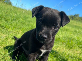 Beautiful patterdale x border terrier boy puppy