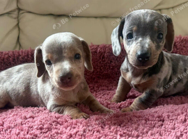 Miniature dachshund