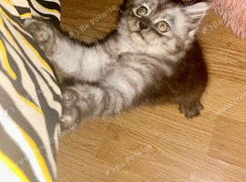 1 Half Persian Kittens left