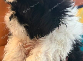 Shih tzu Kent