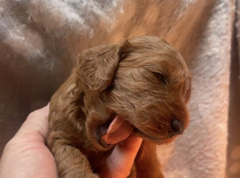Cockapoo puppies reds boy an girls