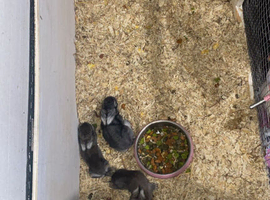 Lionhead X Chinchilla bunnies