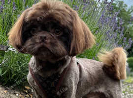 KC Imperial Shihtzu stud