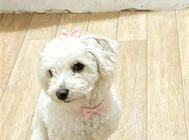 Maltipoo female