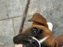 Beautiful 17-Month-Old Female Boxer &ndash; Coco