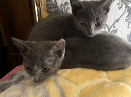 3 Russian blue kittens for sale