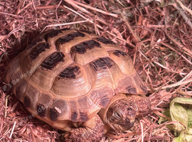 6 year old tortoise