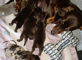 Miniature DACHSHUND