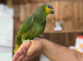 Blue fronted  Amazon
