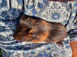 Baby boy guinea pigs!!