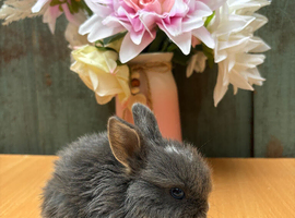 Netherland dwarf doe