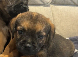Border terrier puppies