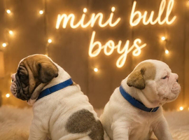 Stunning F1 Minibulls