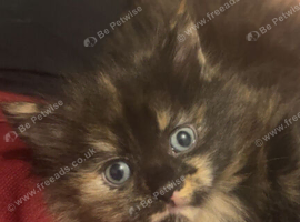 Kittens for sale