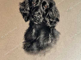Pastel Portrait of black cocker spaniel - yours?