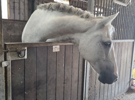 Gorgeous big horse