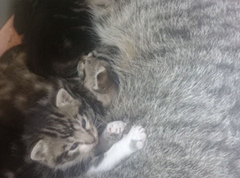 Kittens ready June!