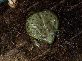 Giant African bull frog and set up