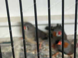 Normal Zebra Finches For Sale