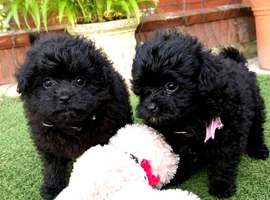 Beautiful pomapoo puppies