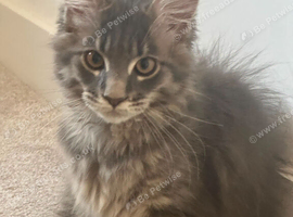 SILVER MAINE COON KITTEN BOY FOR SALE